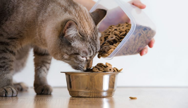 Quand et comment devrais-je nourrir mon chien ou mon chat