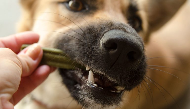 La santé dentaire de nos animaux domestiques