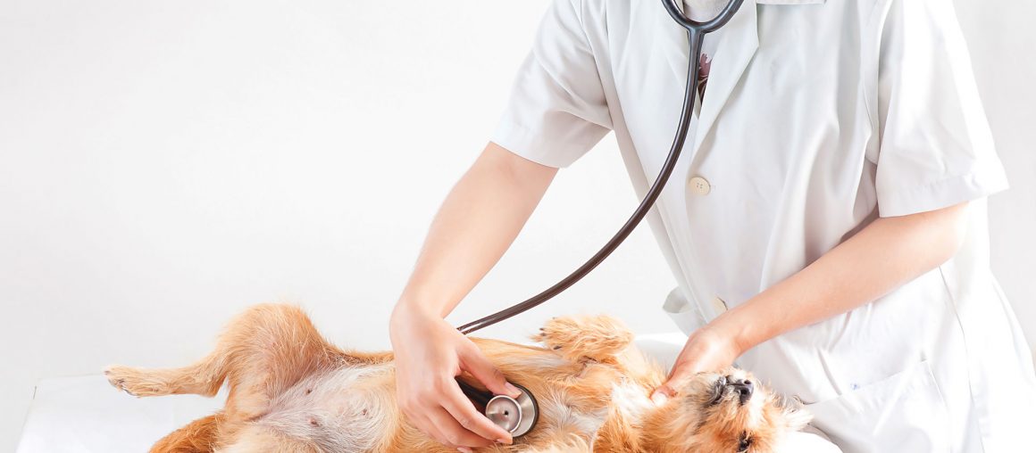 Examen vétérinaire, fréquence et médicament