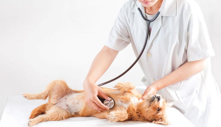 Examen vétérinaire, fréquence et médicament