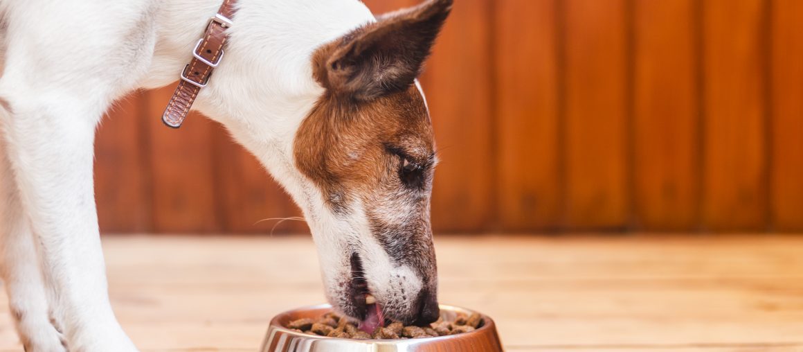Votre animal vomit-il ses croquettes non digérées?