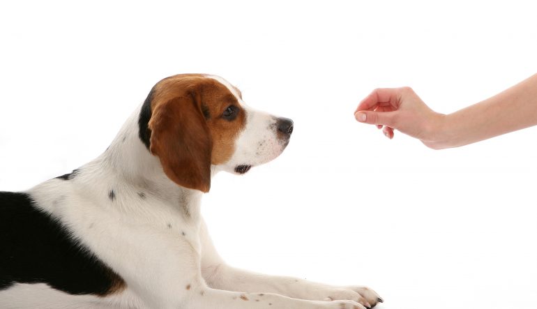 Comment bien choisir un école d'obéissance pour votre chien?