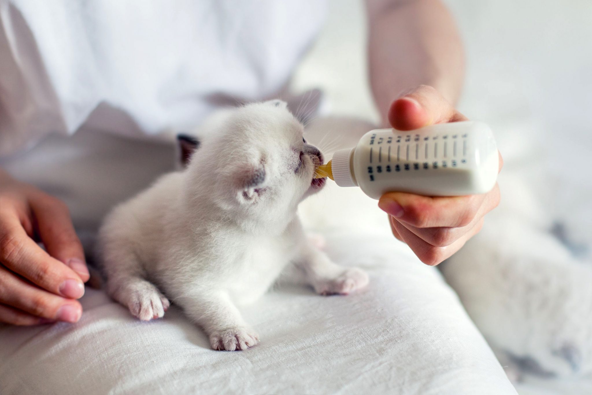 Comment sevrer un chaton nourri au biberon Kopsana